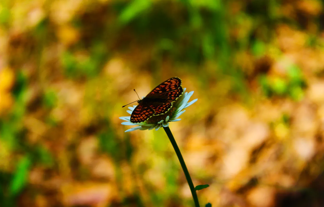 Photo wallpaper flowers, butterfly, chamomile, juicy color.
