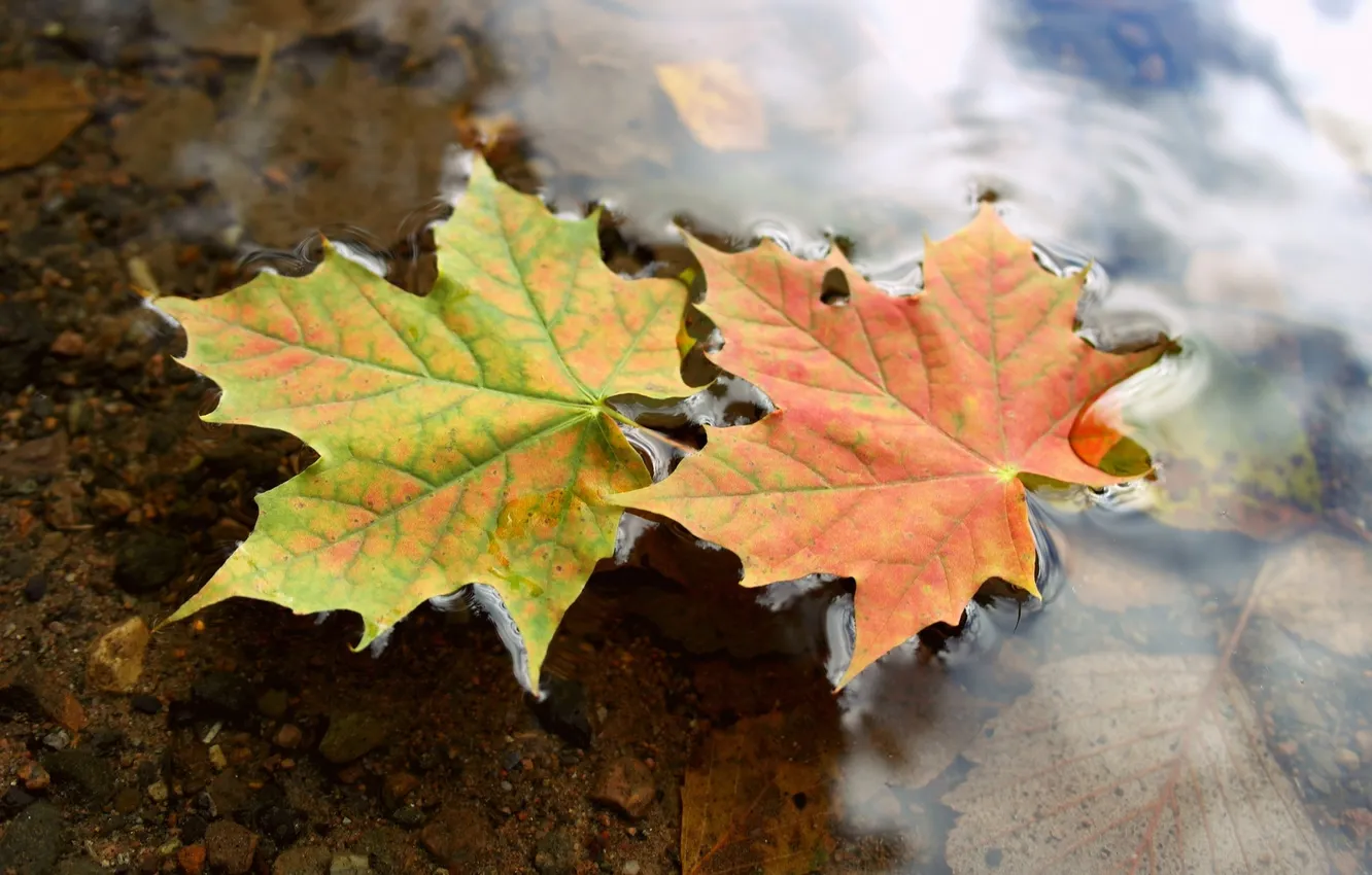 Photo wallpaper autumn, leaves, water, macro, maple, water, autumn, leaves