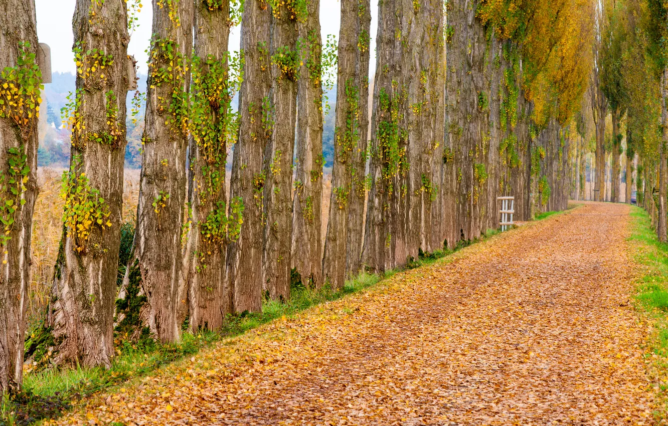 Photo wallpaper road, autumn, nature