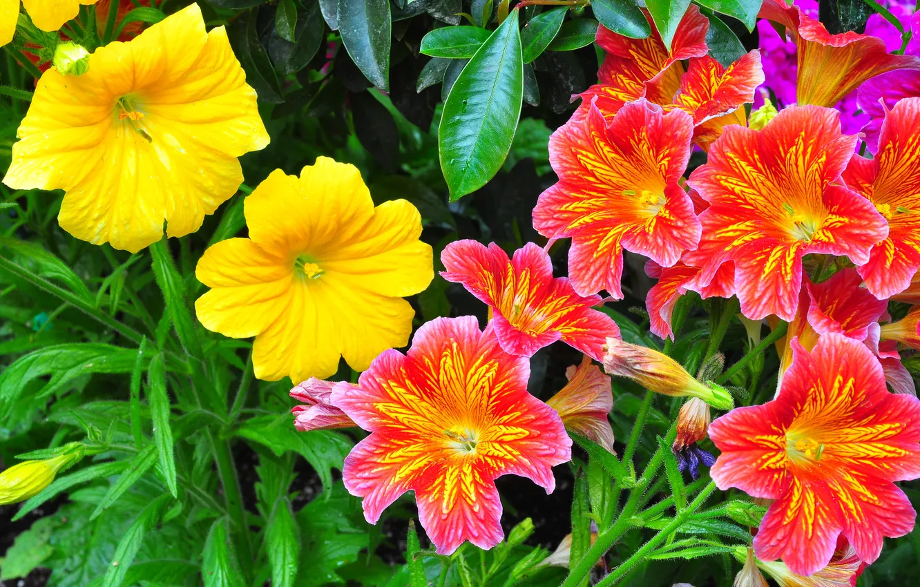 Photo wallpaper leaves, petals, garden, flowerbed