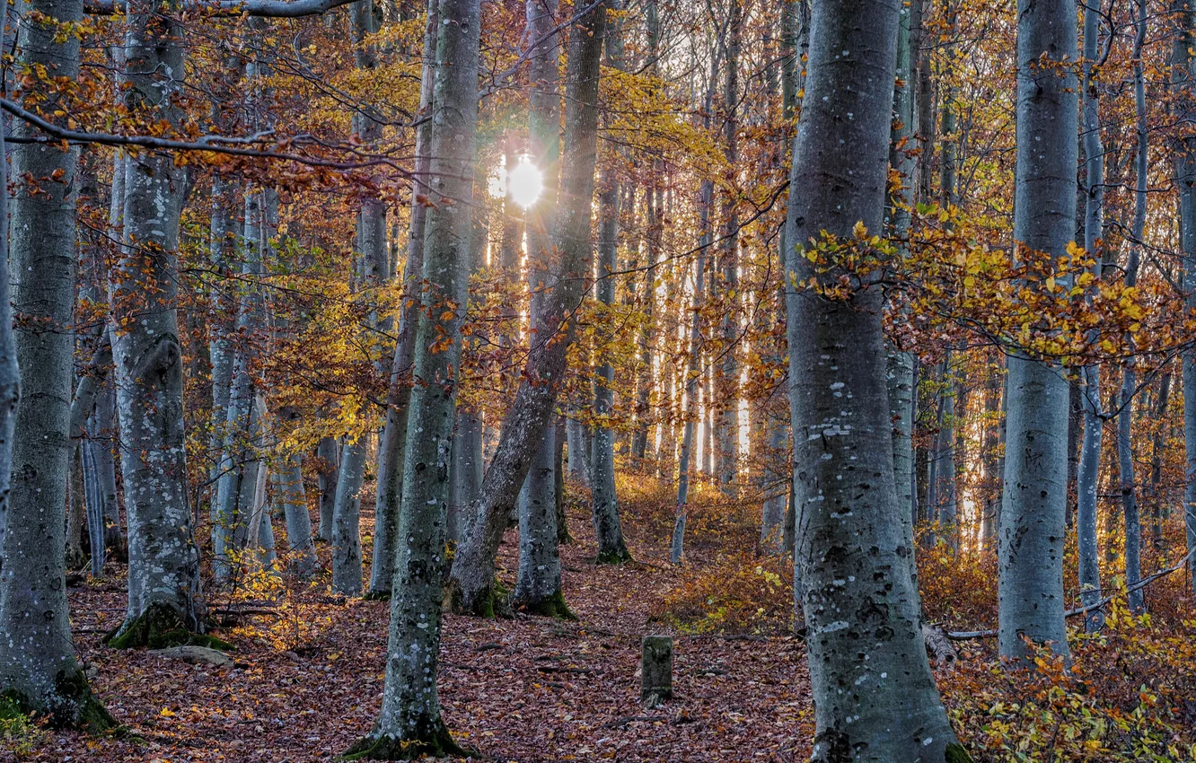 Photo wallpaper autumn, forest, the sun, light, trees
