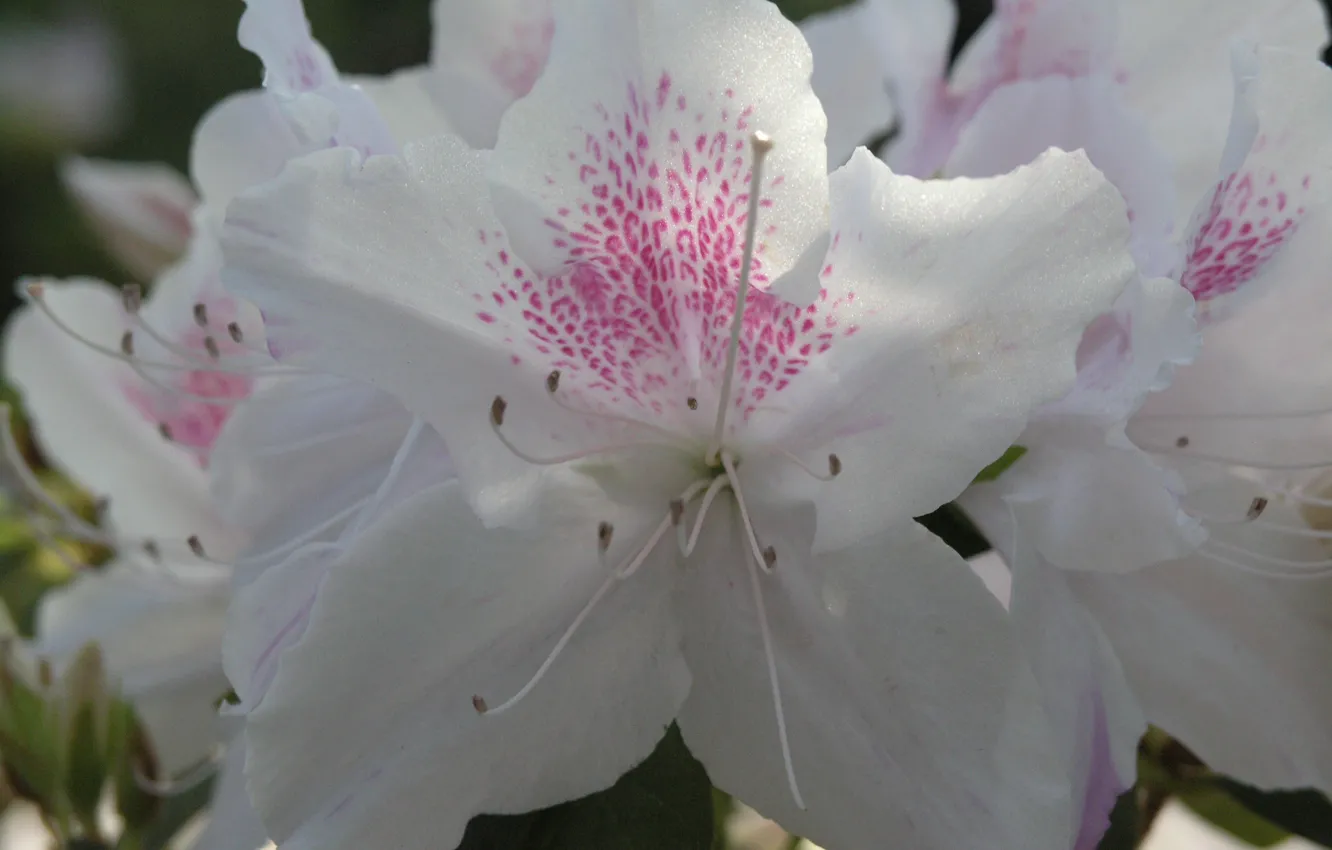 Photo wallpaper flower, hana, azalea, by ho4hoj, white azalea