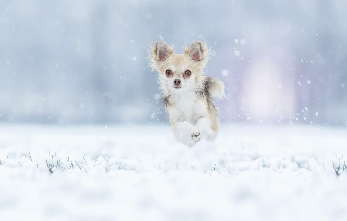 Photo wallpaper winter, snow, jump, walk, Chihuahua, doggie, dog