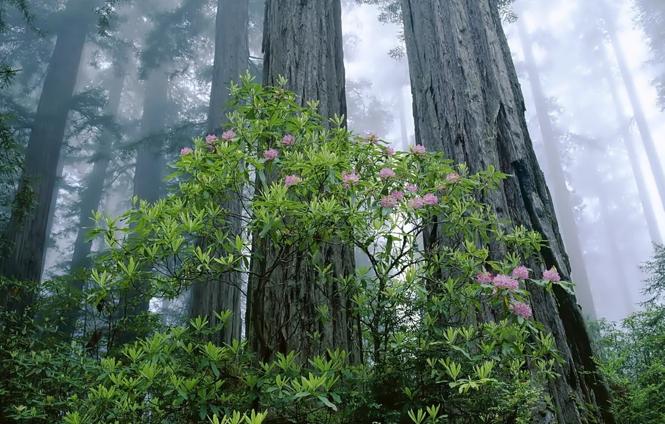 Photo wallpaper forest, trees, autumn, mist