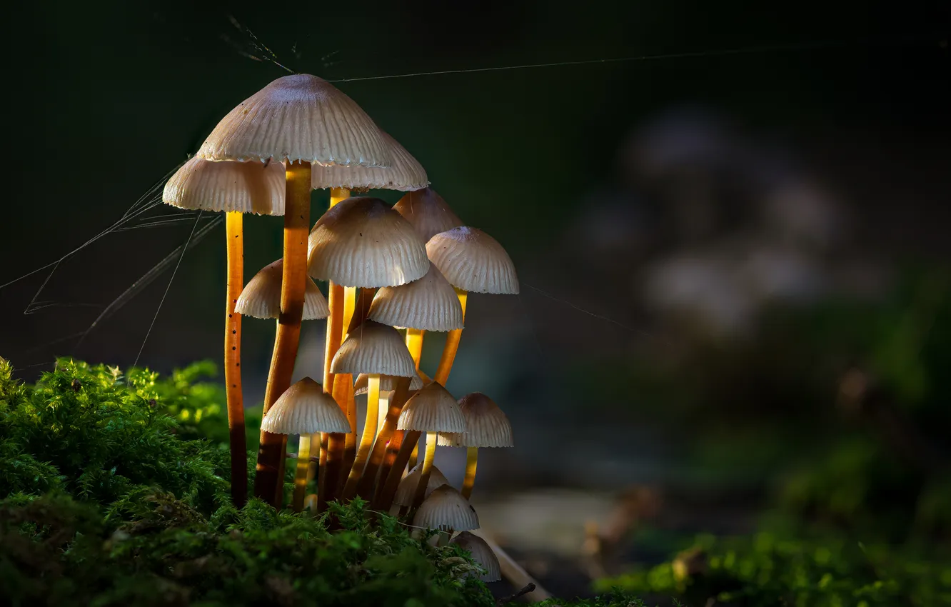 Photo wallpaper mushrooms, moss, web