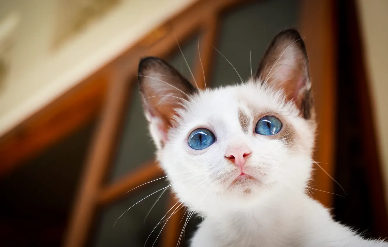 Photo wallpaper cat, white, look, kitty, portrait, door, blue eyes, face