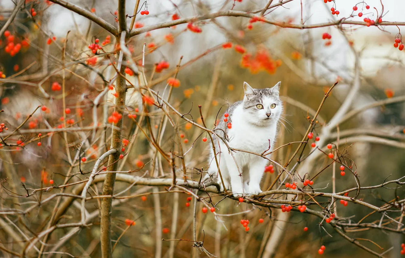 Photo wallpaper cat, cat, branches, Kalina