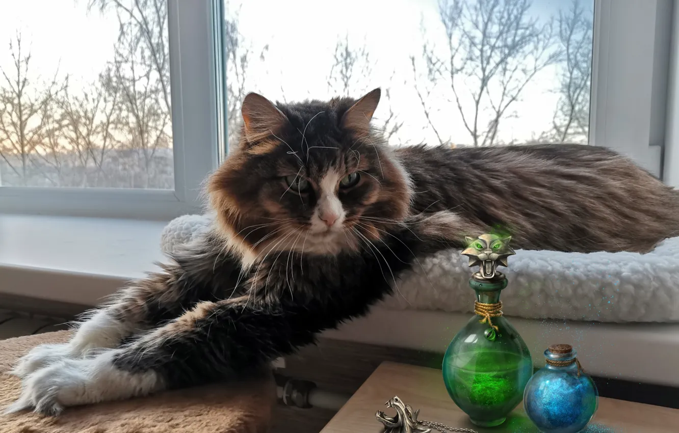 Photo wallpaper cat, cat, paws, window, bottles, on the windowsill, cat