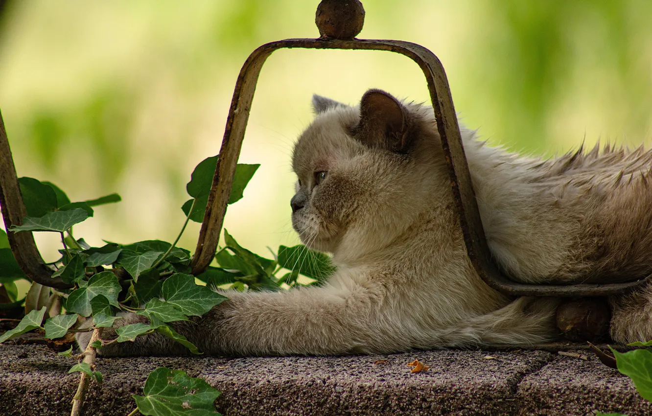 Photo wallpaper cat, cat, leaves, metal, grey, background, design, the fence