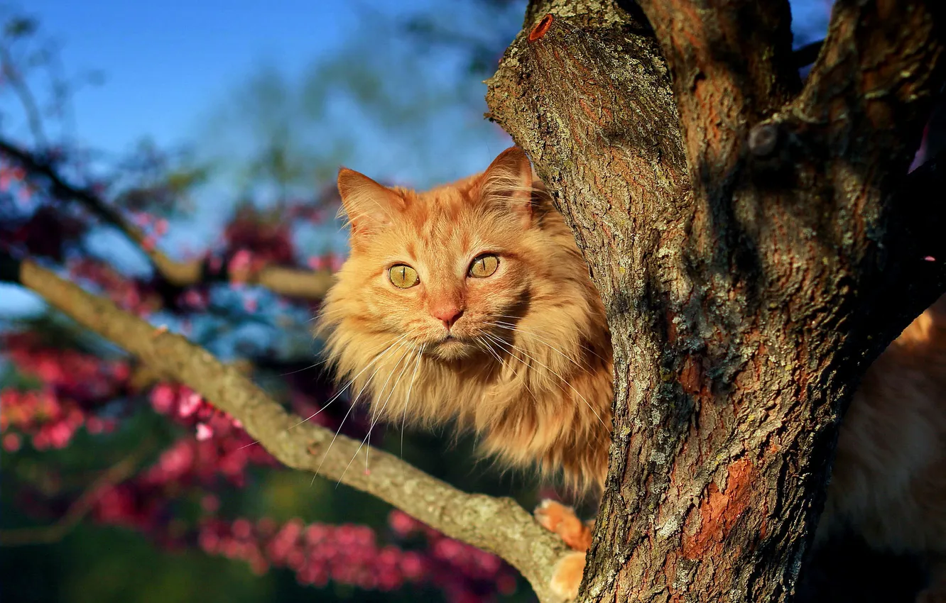 Photo wallpaper cat, look, muzzle, red, on the tree