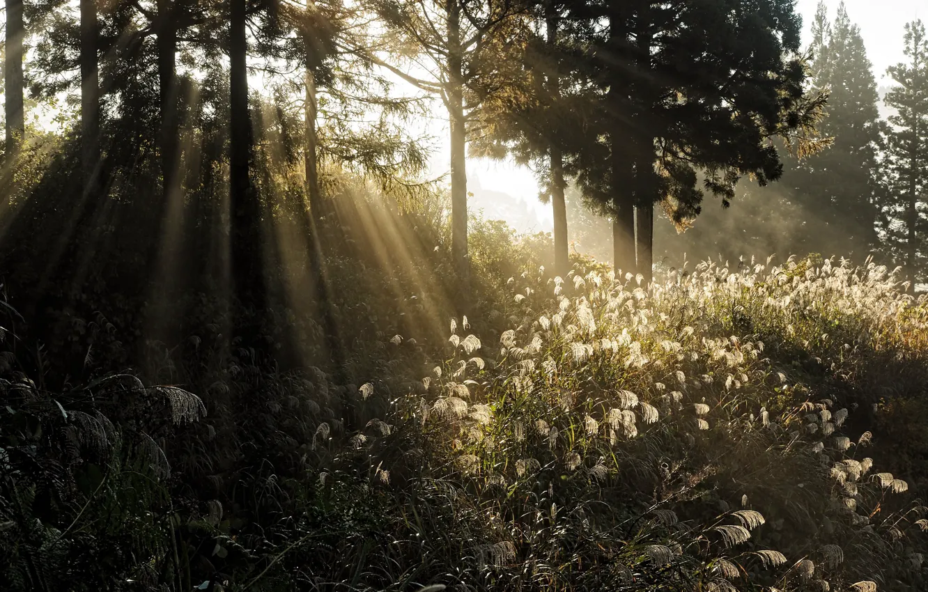 Photo wallpaper forest, light, nature, morning