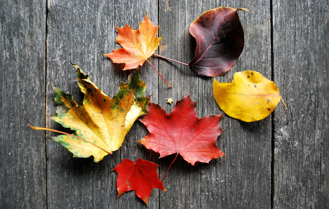 Photo wallpaper autumn, leaves, tree, Board, yellow, orange, Burgundy, crimson