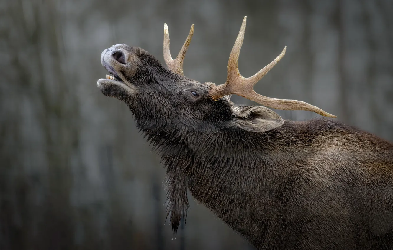 Photo wallpaper face, portrait, profile, moose