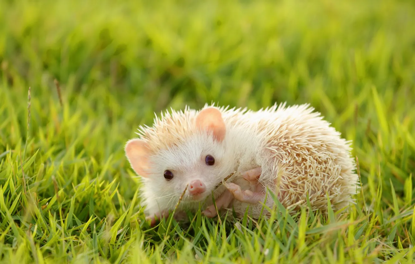 Photo wallpaper grass, meadow, hedgehog, white the hedgehog, hedgehog albino