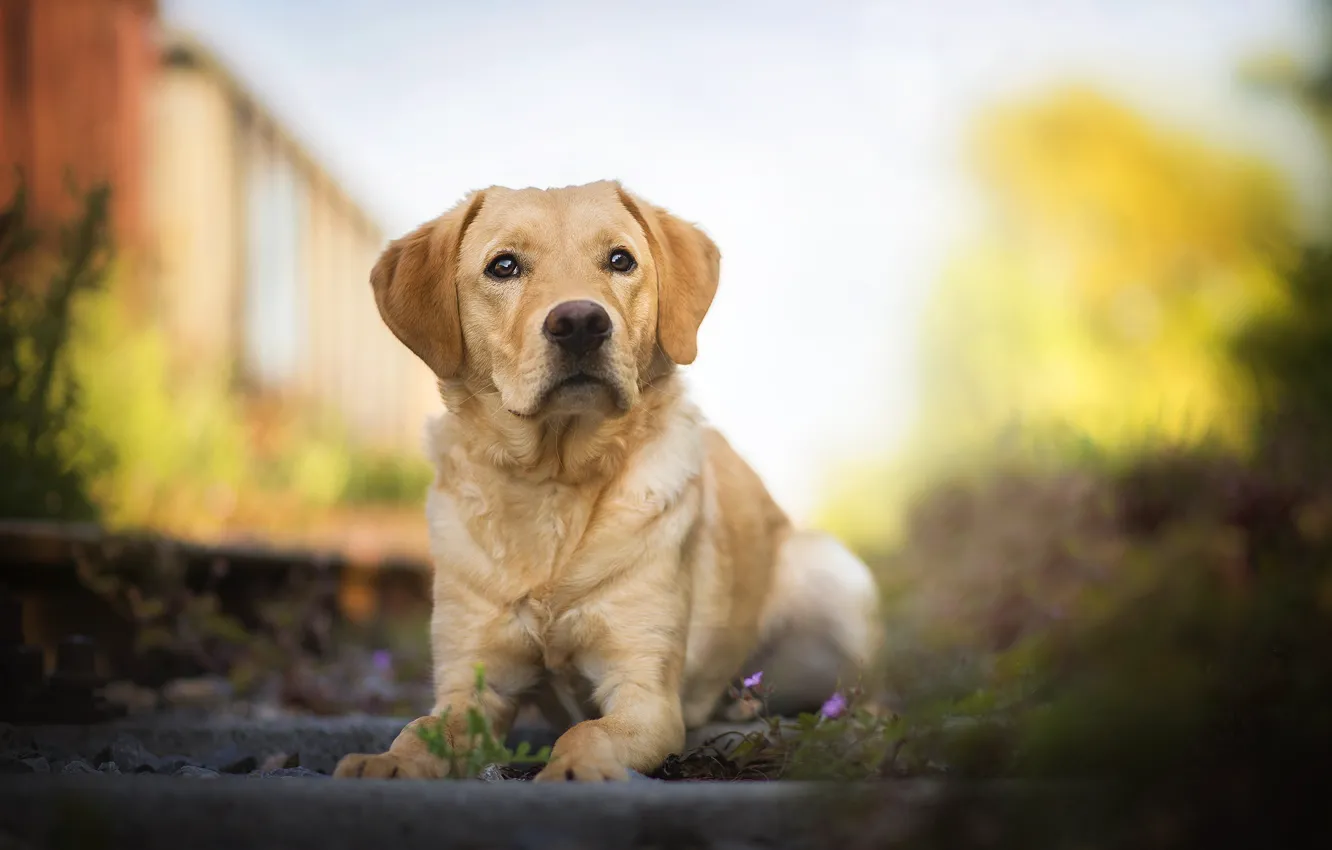 Photo wallpaper dog, bokeh, Labrador Retriever, Amazing Dogs, Mumble