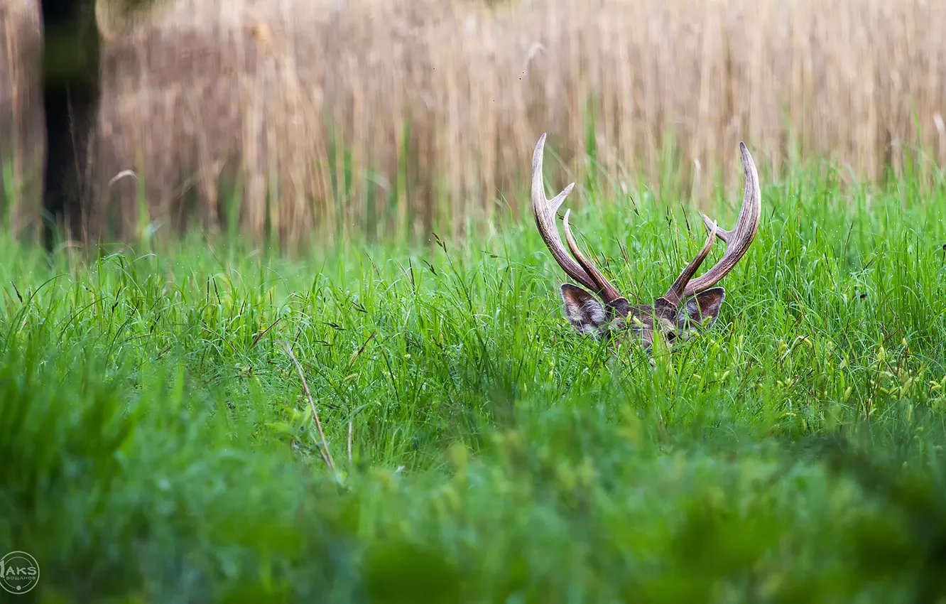 Photo wallpaper greens, grass, deer, horns, hiding