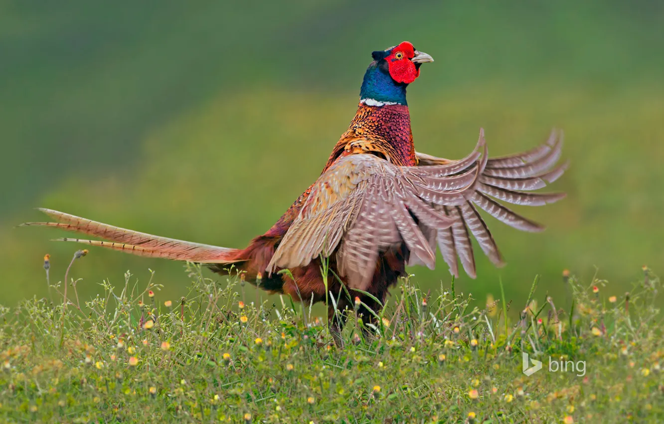 Photo wallpaper bird, feathers, tail, Netherlands, pheasant, Texel
