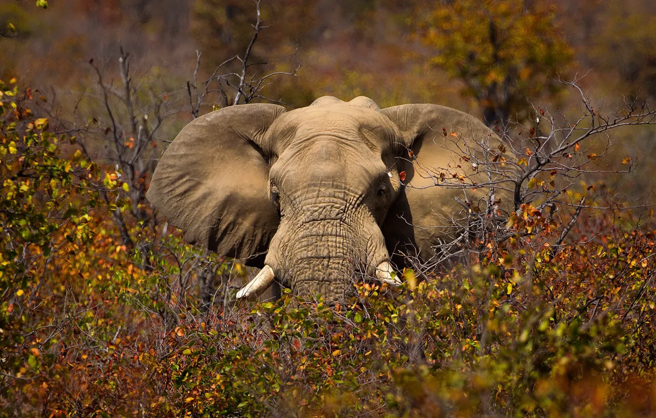 Photo wallpaper nature, elephant, Africa