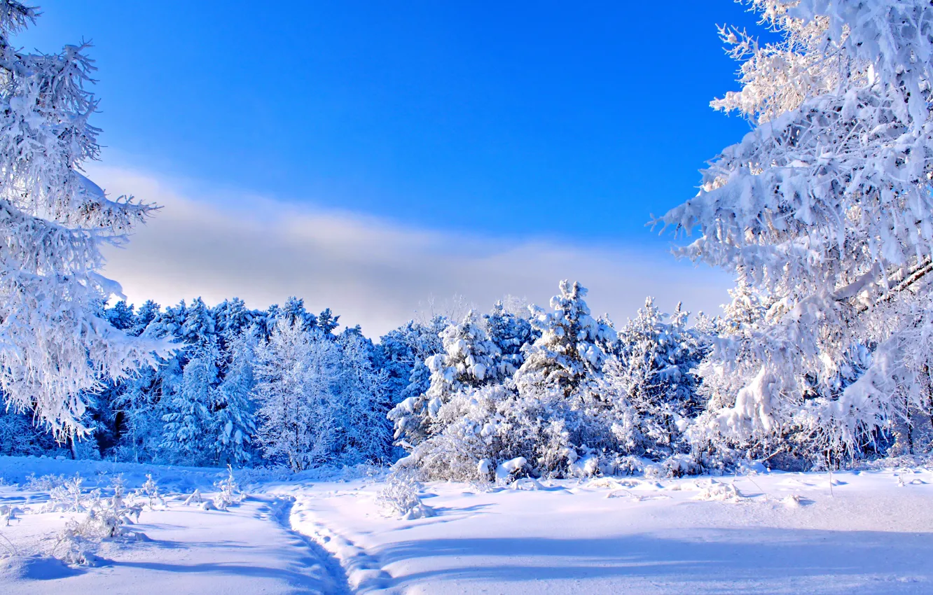 Photo wallpaper winter, forest, the sky, the sun, snow, trees, blue, blue