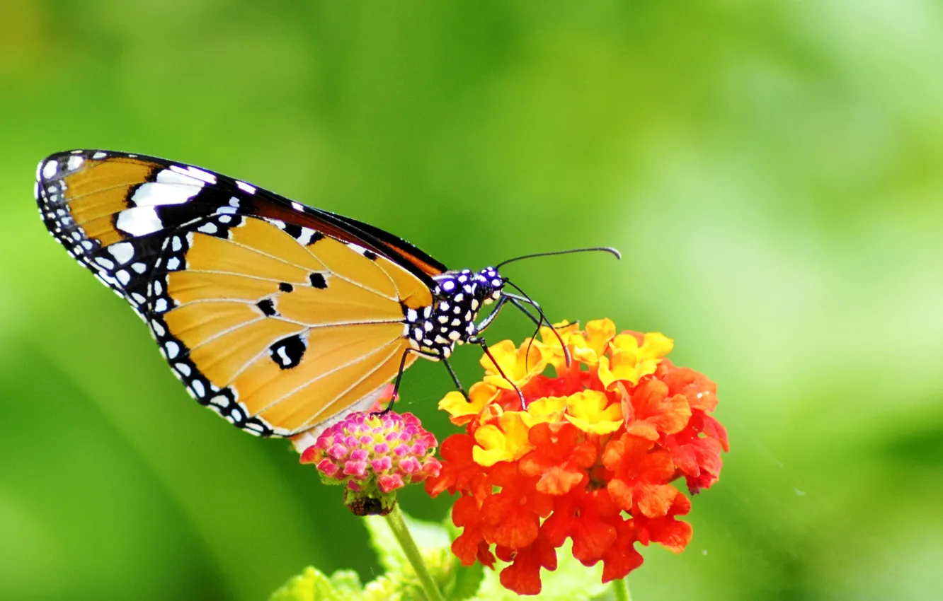 Photo wallpaper flower, pattern, butterfly, plant, wings, insect