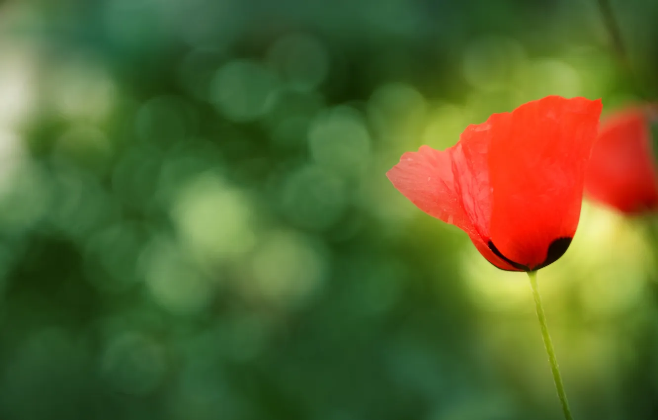 Photo wallpaper flowers, focus, texture, petals, stem, flowers, anemones, anemone