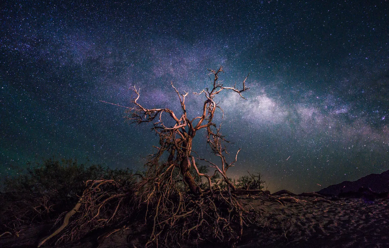 Photo wallpaper space, stars, night, space, tree, the milky way