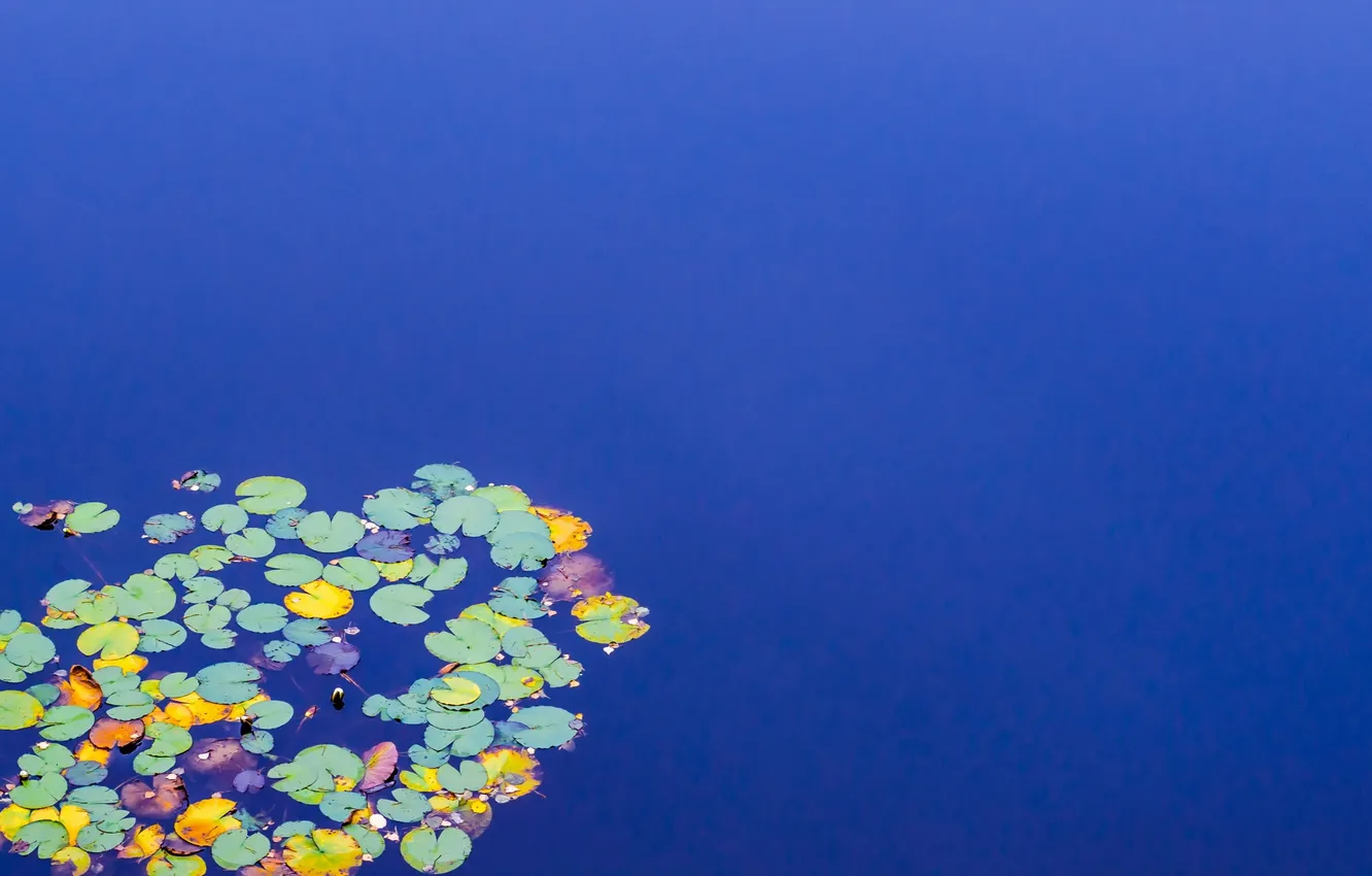 Photo wallpaper leaves, nature, lake