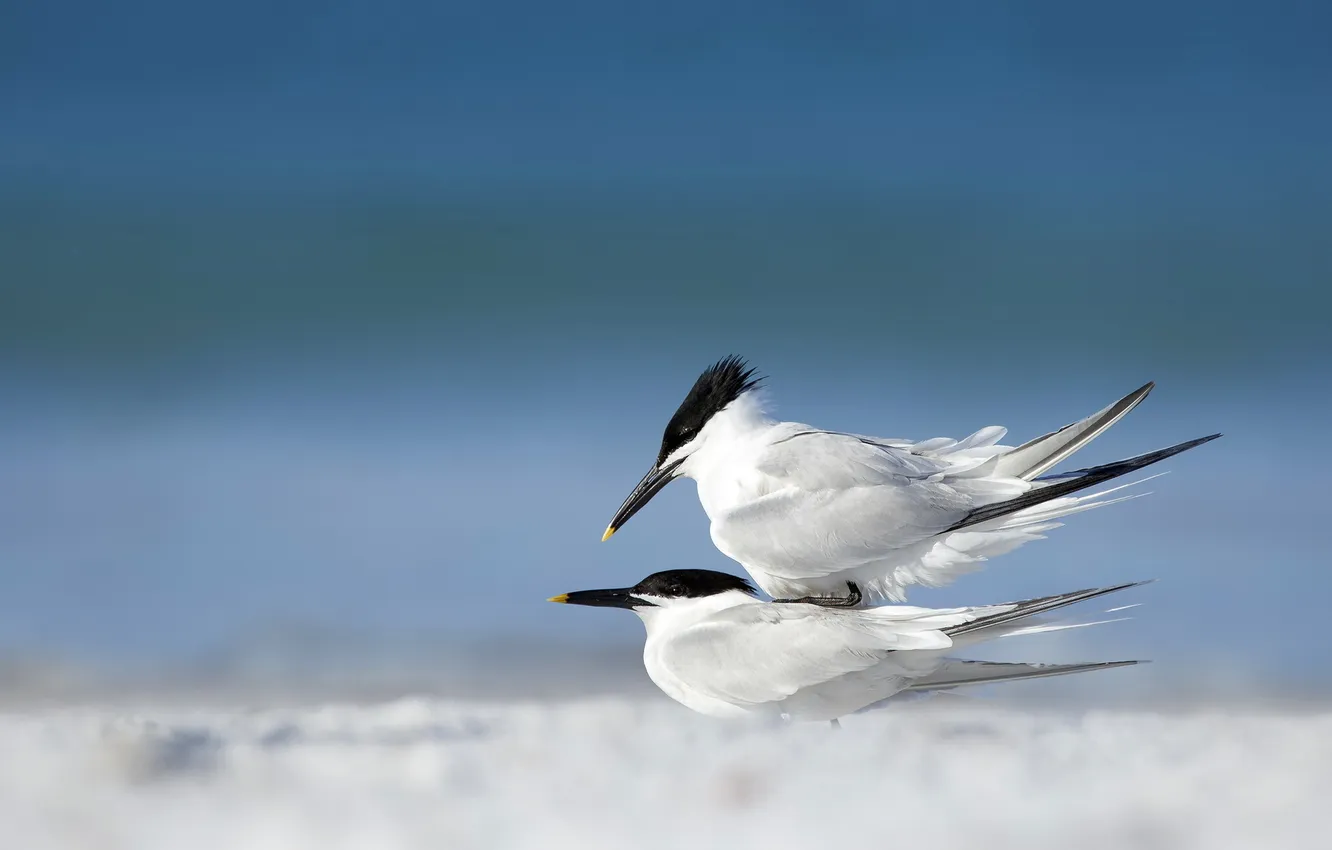 Photo wallpaper the sky, nature, bird