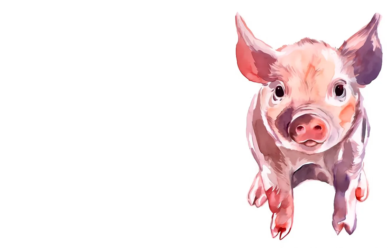 Photo wallpaper white background, pig, pig
