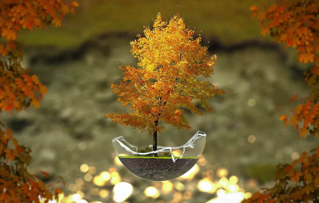 Photo wallpaper autumn, tree, bonsai
