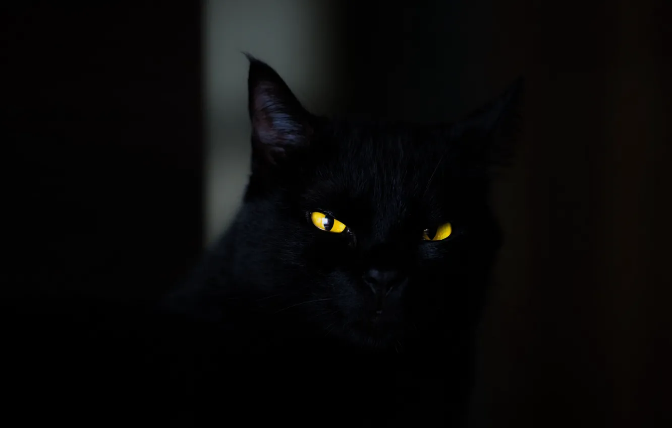 Photo wallpaper dark, animals, eyes, cat, cats, look, yellow eyes, spooky
