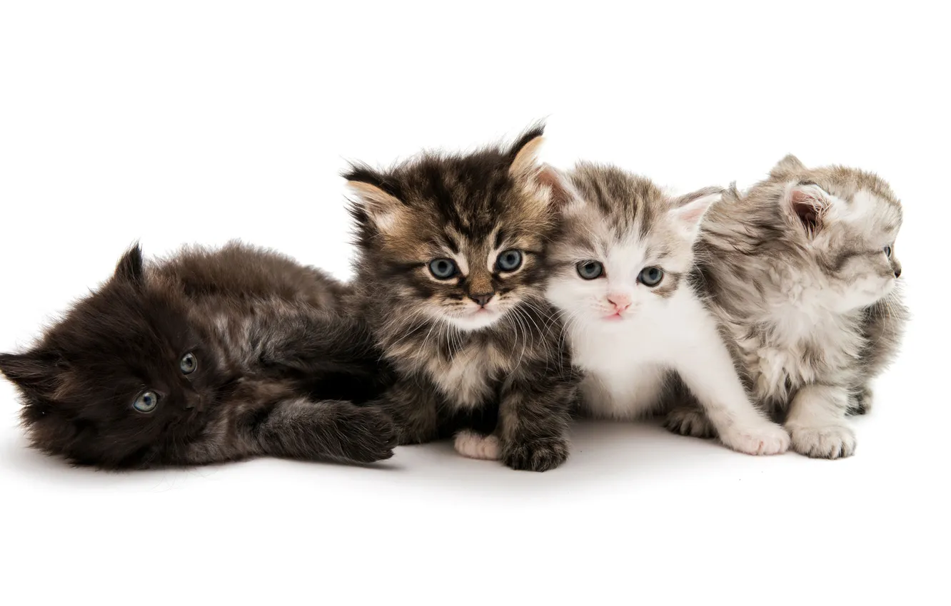Photo wallpaper animals, cute, white background, Cute Kittens, Fuzzies, Lumps of Happiness