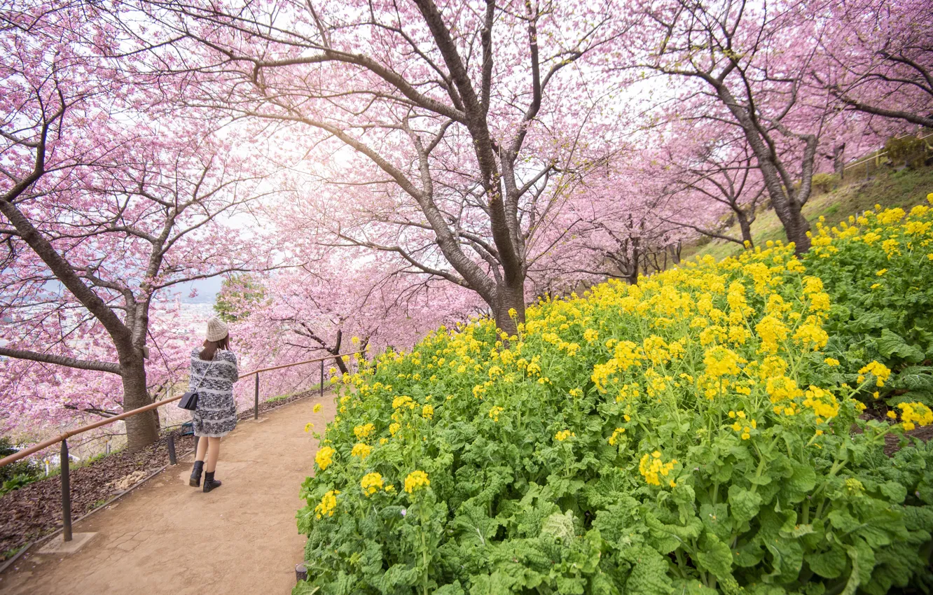 Photo wallpaper trees, flowers, Park, spring, Sakura, flowering, pink, blossom