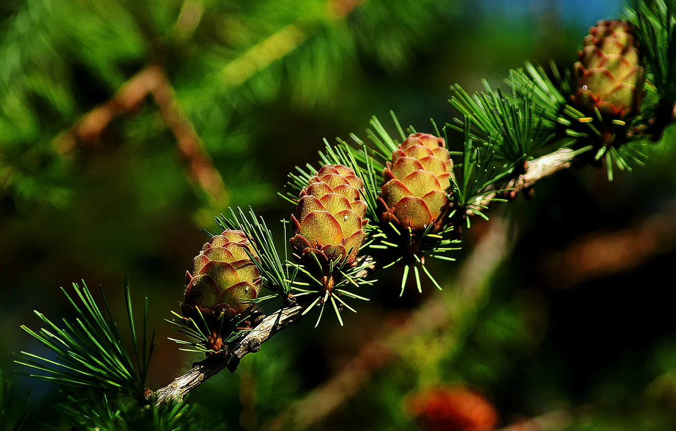 Photo wallpaper tree, plant, larch