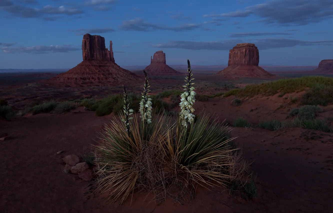 Photo wallpaper flowers, mountains, rocks, desert, USA, Monument valley