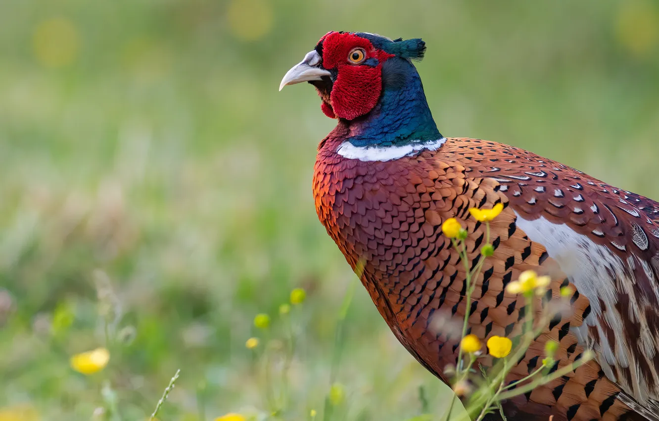 Photo wallpaper nature, background, pheasant