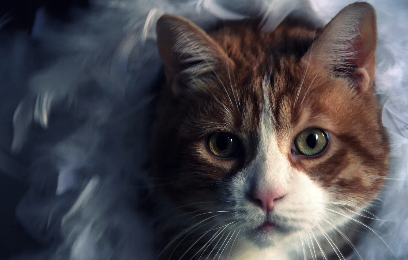 Photo wallpaper cat, cat, mustache, look, pose, portrait, feathers, red