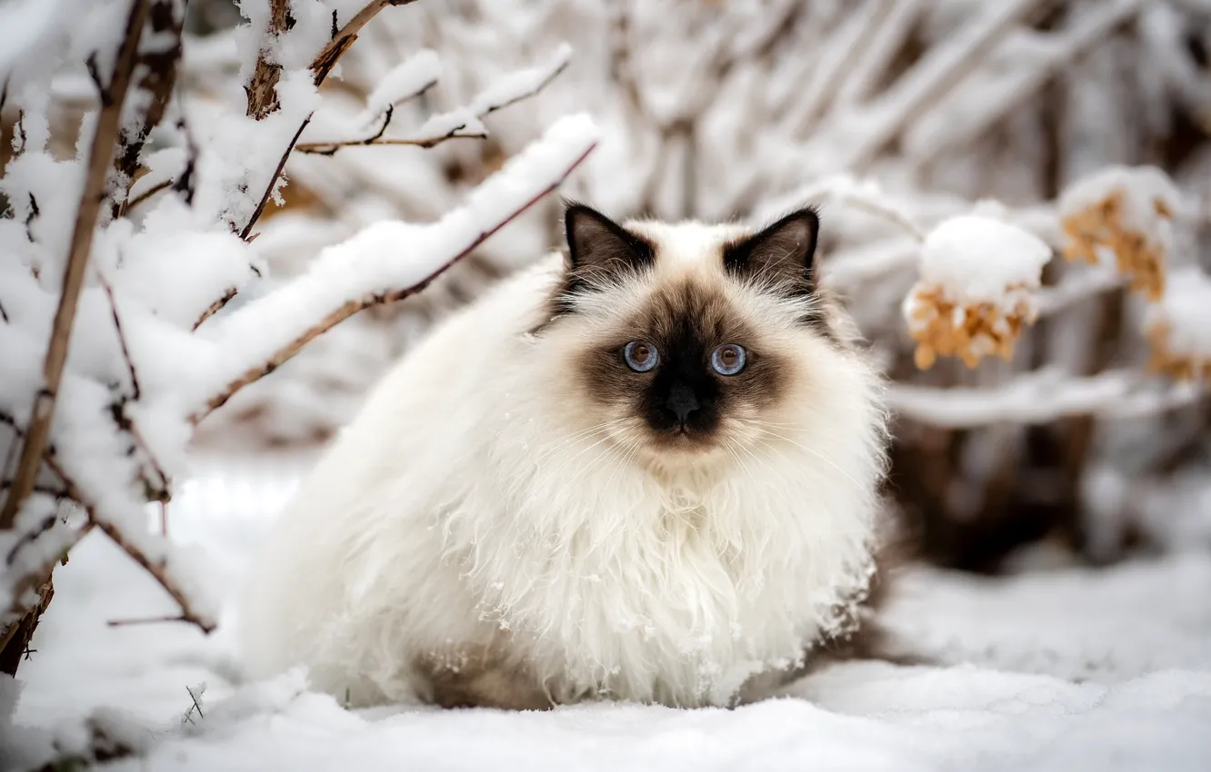 Photo wallpaper winter, cat, cat, look, snow, branches, nature, pose