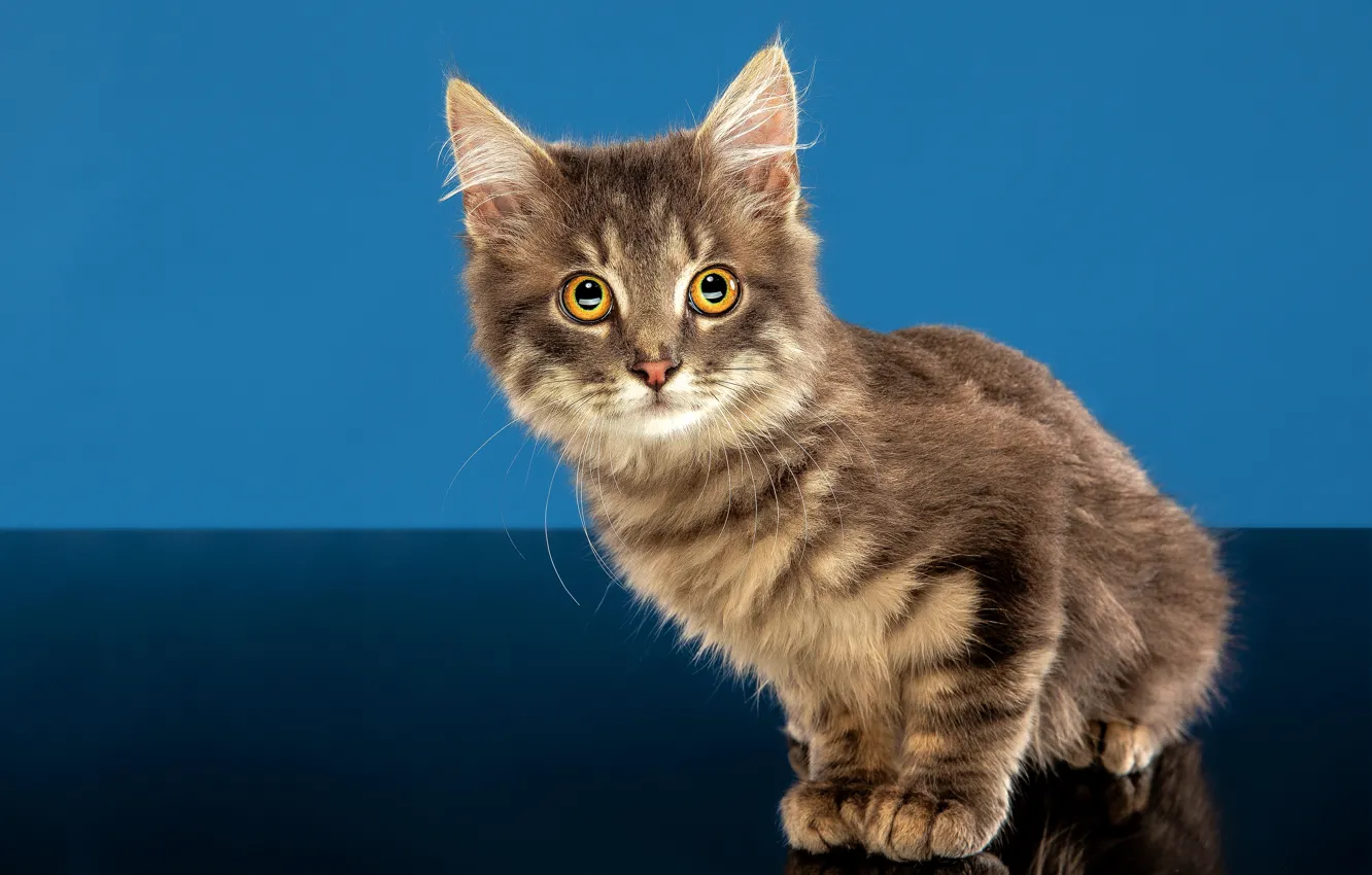 Photo wallpaper eyes, cat, mustache, look, ears, kitty