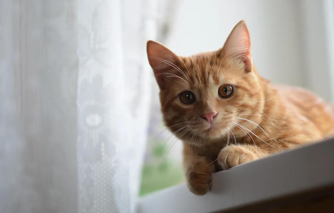 Photo wallpaper cat, mustache, look, wool, red