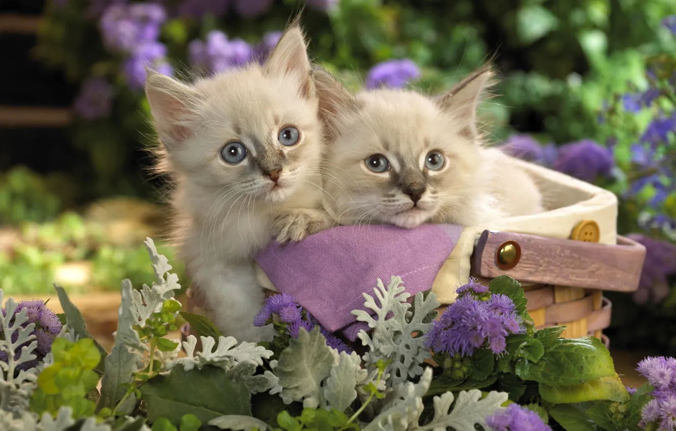 Photo wallpaper cats, flowers, kitty, basket, garden, pair, kittens, basket