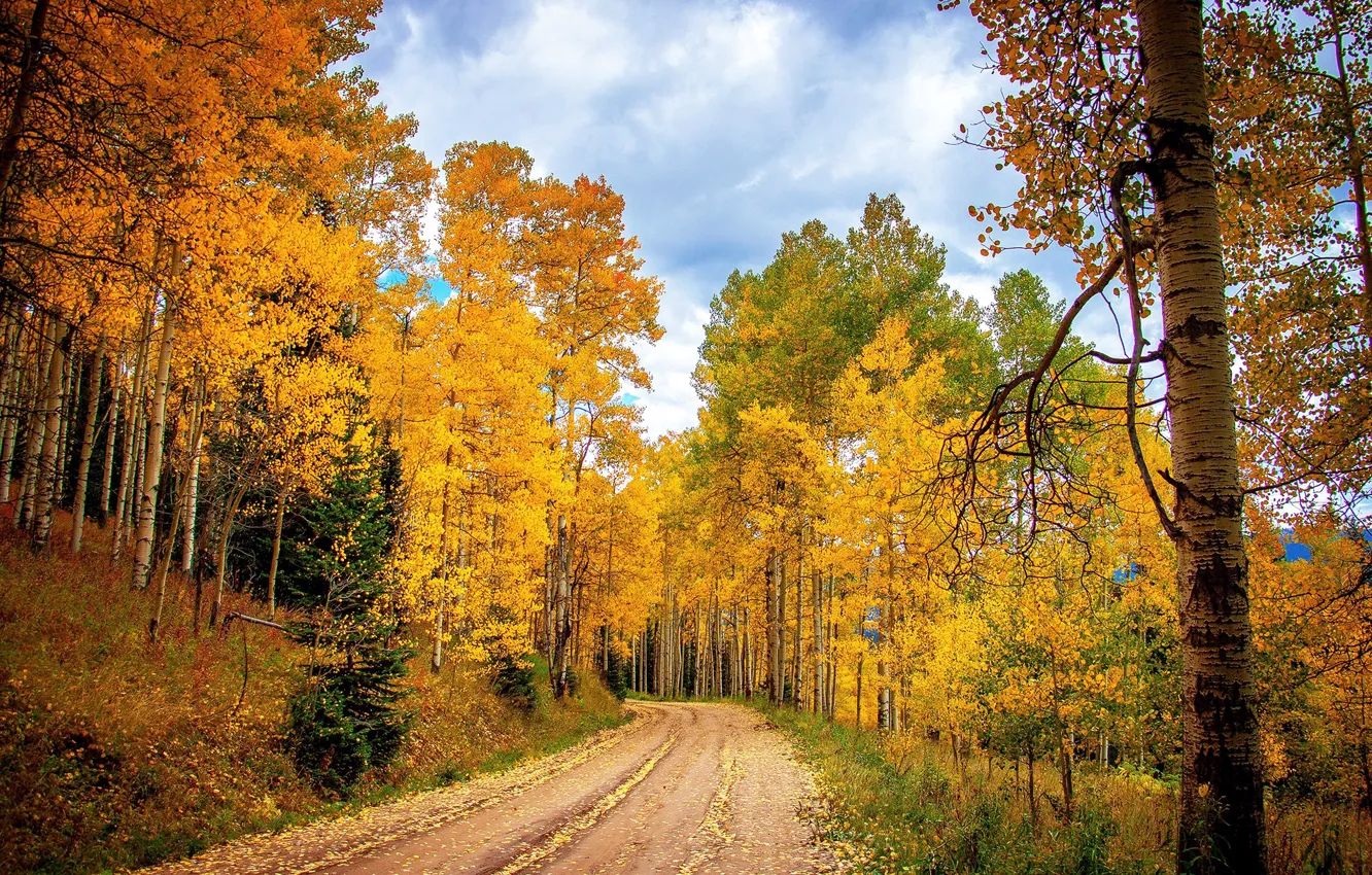 Photo wallpaper road, autumn, forest, nature, foliage, autumn