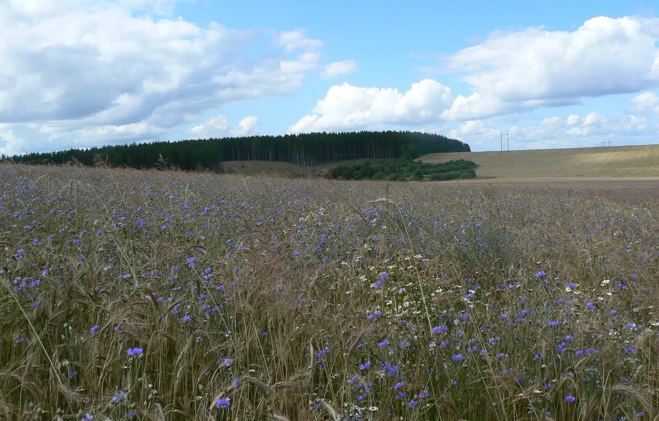 Photo wallpaper field, forest, the sky, clouds, rye, cornflowers, Belarus, arable land