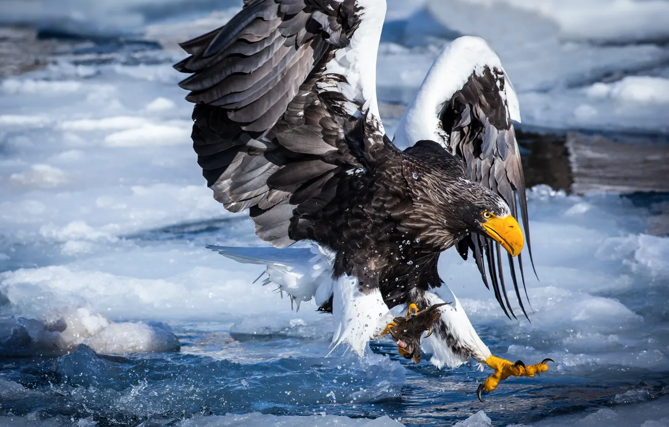 Photo wallpaper ice, snow, river, catch, Steller's sea eagle, very large bird of prey