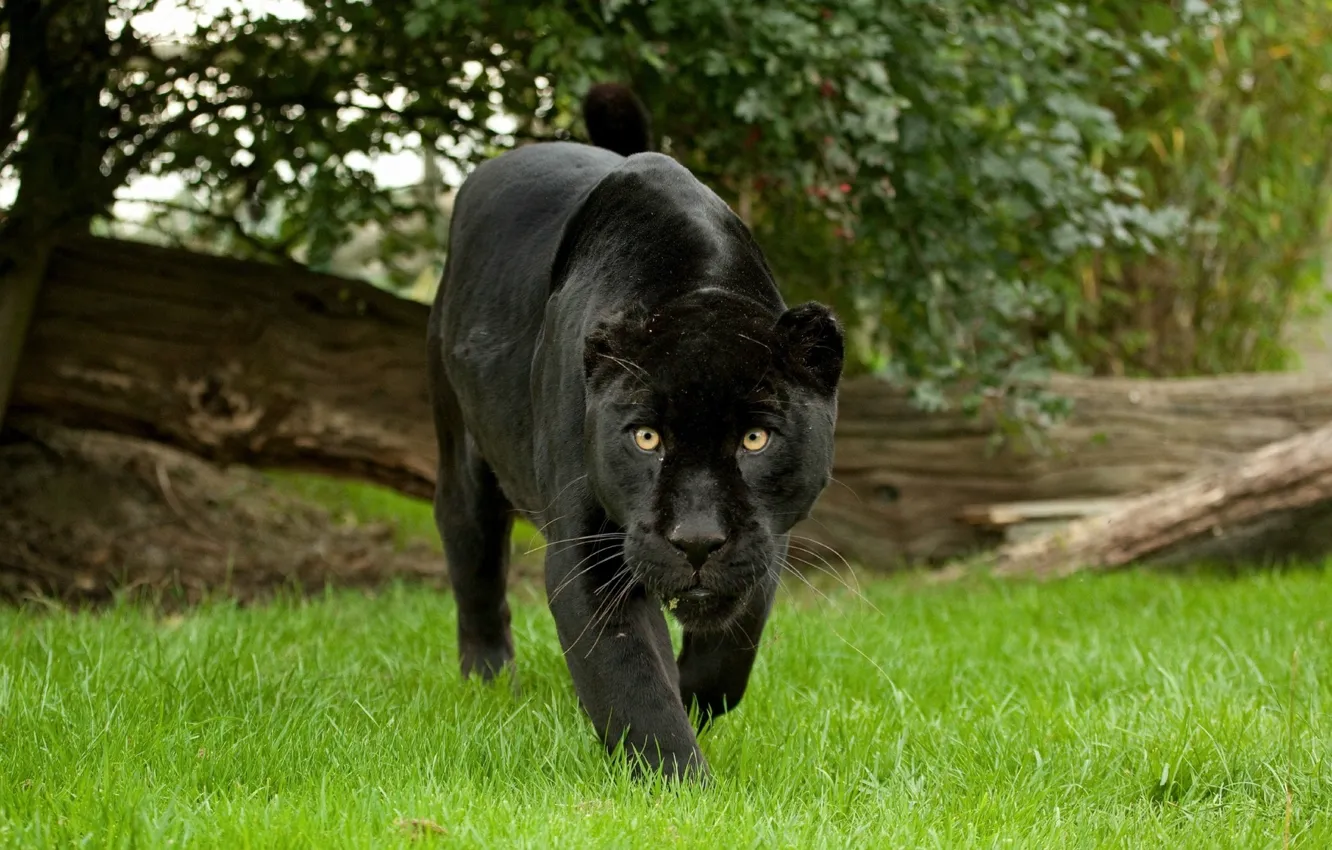 Photo wallpaper summer, black, Panther, beautiful)