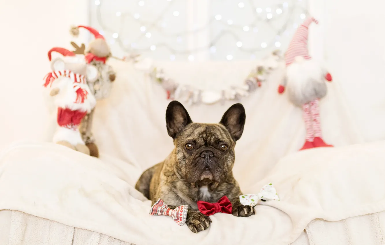 Photo wallpaper sofa, holiday, toys, new year, dog, gifts, French bulldog