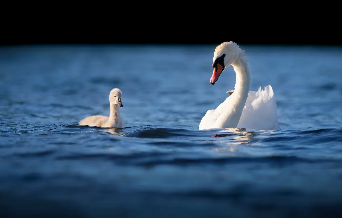 Photo wallpaper water, birds, cute, Swan, swans, chick, pond, swimming