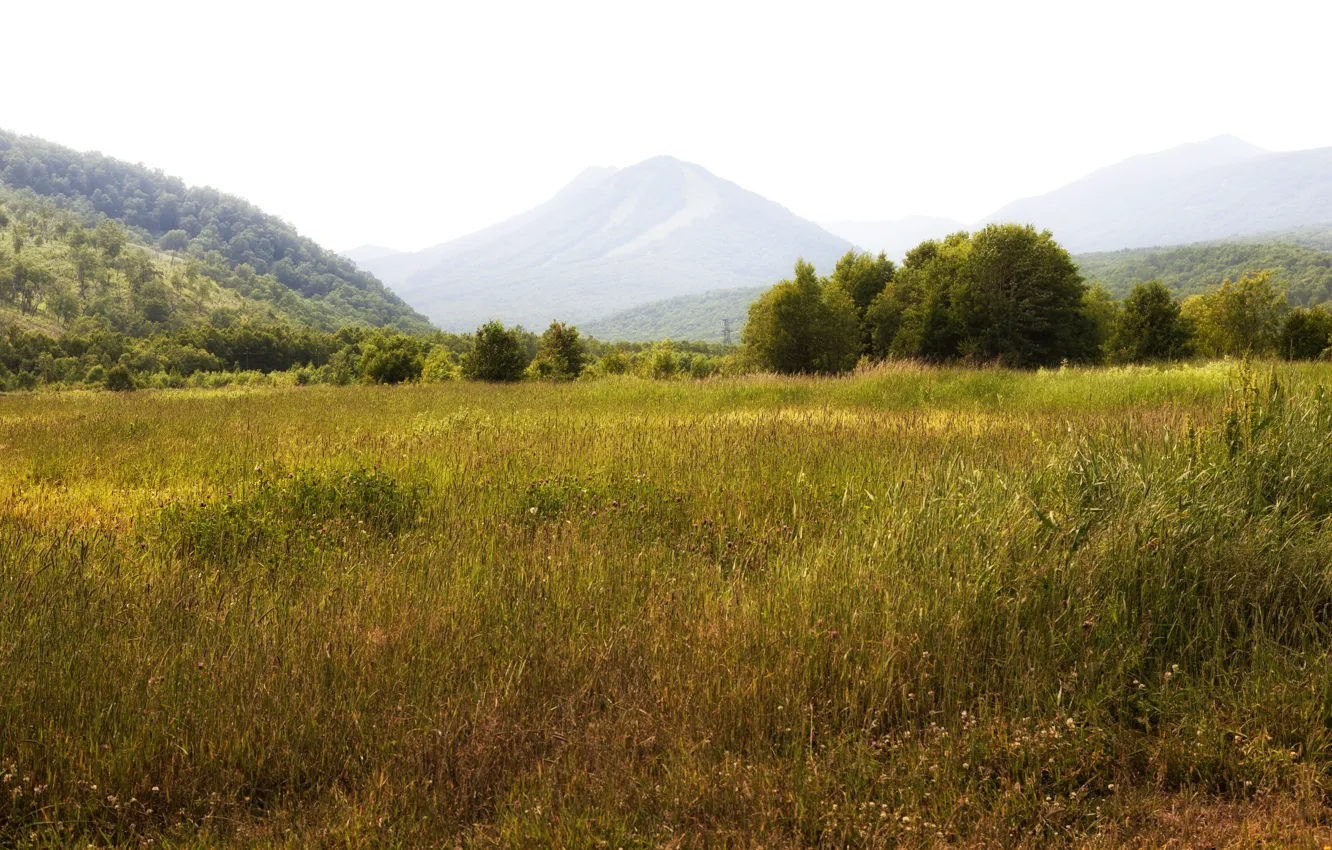 Photo wallpaper field, grass, trees, mountains, meadow, Russia, forest, Kamchatka