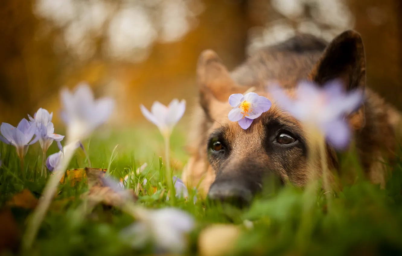 Photo wallpaper look, flowers, each, dog