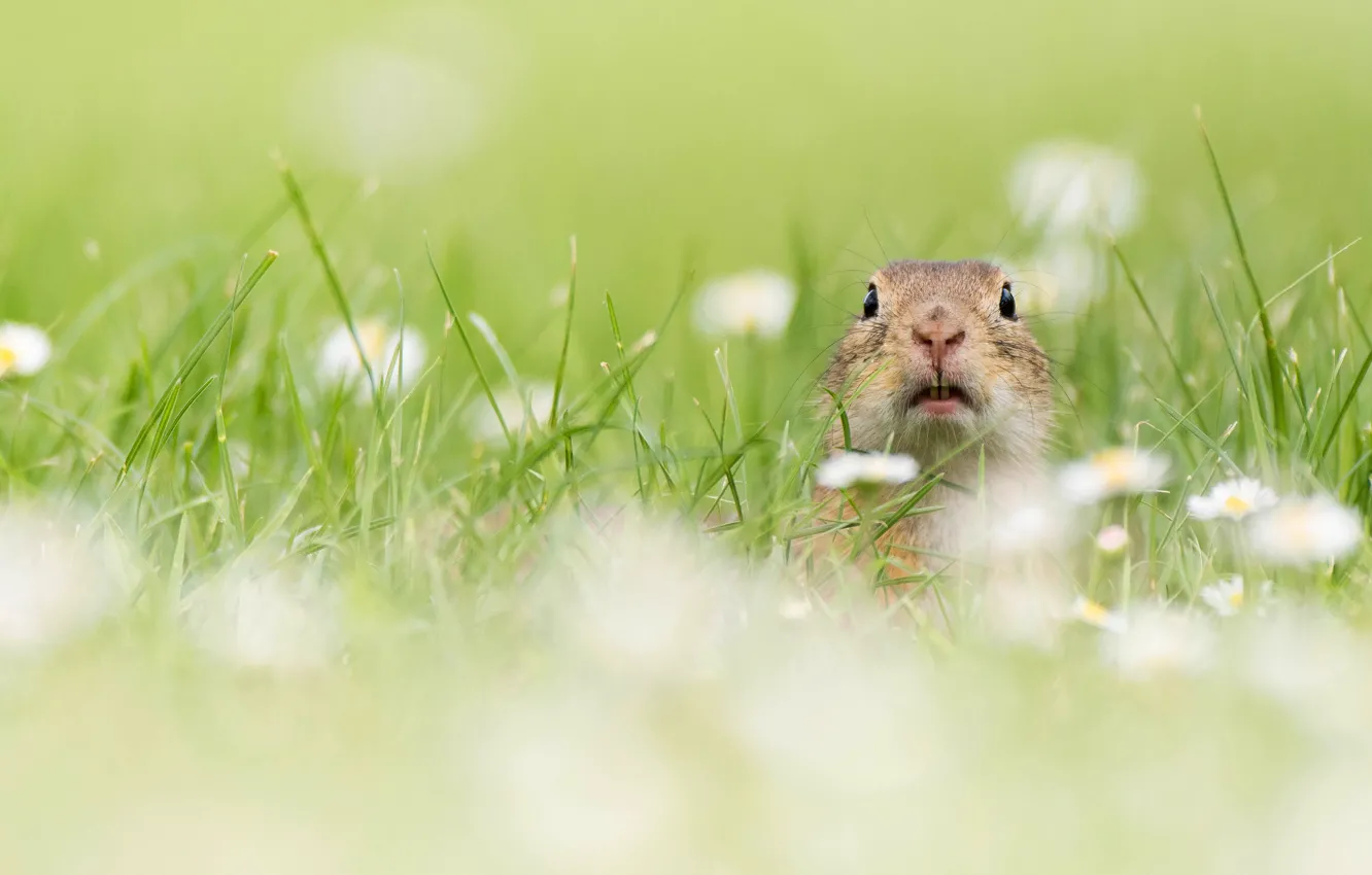 Photo wallpaper greens, summer, grass, glade, portrait, chamomile, blur, teeth